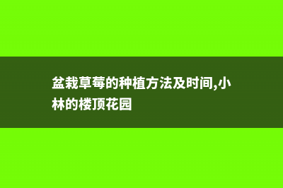 盆栽草莓的种植方法 (盆栽草莓的种植方法及时间,小林的楼顶花园)