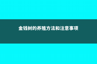 金钱树的养殖方法，怎么样才茂盛 (金钱树的养殖方法和注意事项)