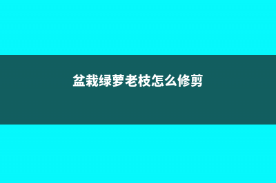 盆栽绿萝老枝怎么修剪 (盆栽绿萝老枝怎么修剪)