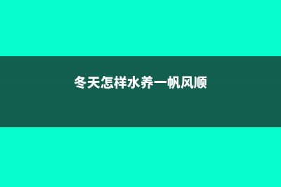 冬天怎样用水养殖绿萝 (冬天怎样水养一帆风顺)