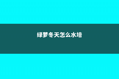 冬季绿萝怎么水插 (绿萝冬天怎么水培)