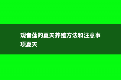 观音莲夏天怎么养 (观音莲的夏天养殖方法和注意事项夏天)