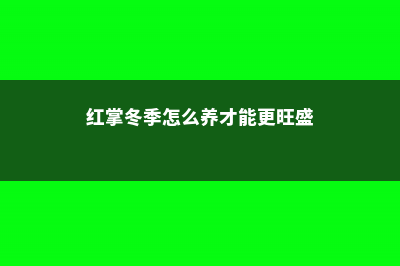 红掌冬季怎么养 (红掌冬季怎么养才能更旺盛)