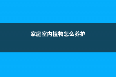 家庭室内植物怎么养 (家庭室内植物怎么养护)