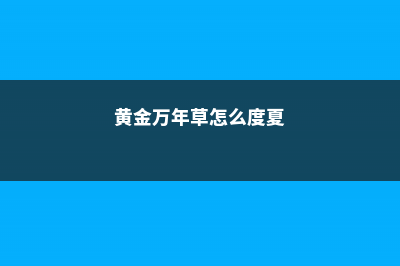 黄金万年草冬季怎么养 (黄金万年草怎么度夏)