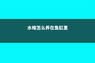 水榕怎么养 (水榕怎么养在鱼缸里)