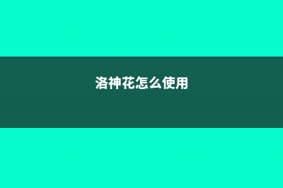 洛神花春天怎么养 (洛神花怎么使用)