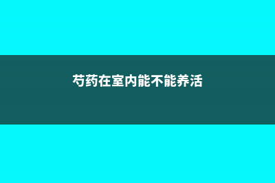 芍药室内怎么养 (芍药在室内能不能养活)