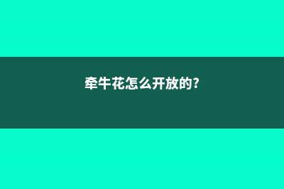 牵牛花春天怎么养 (牵牛花怎么开放的?)