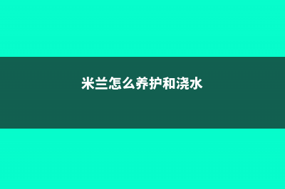 米兰怎么养 (米兰怎么养护和浇水)