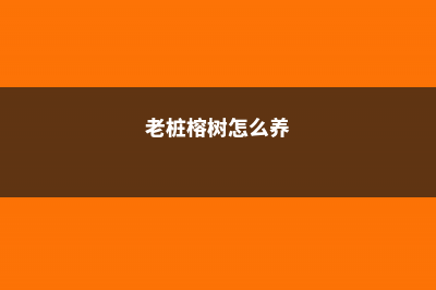 榕树怎么养 (老桩榕树怎么养)