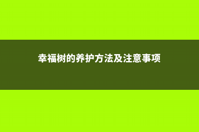 幸福树的养护 (幸福树的养护方法及注意事项)