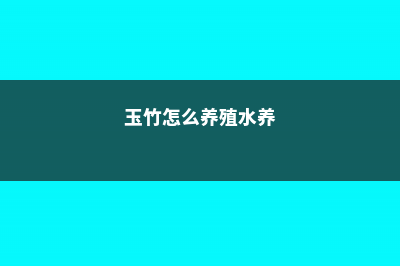 如何养玉竹 (玉竹怎么养殖水养)