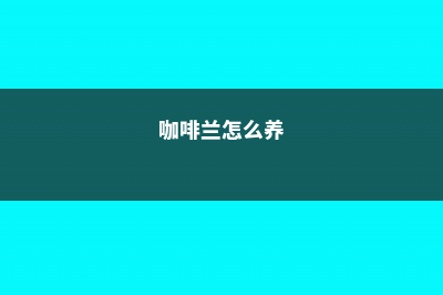 咖啡兰怎么养 (咖啡兰怎么养)