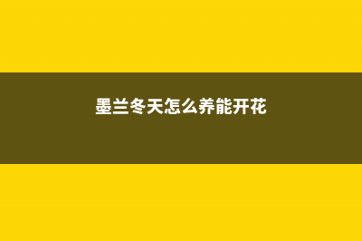 墨兰冬天怎么养 (墨兰冬天怎么养能开花)