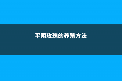 平阴玫瑰的养殖方法 (平阴玫瑰的养殖方法)