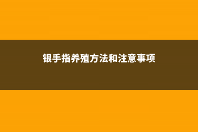 银手指怎么养才漂亮 (银手指养殖方法和注意事项)