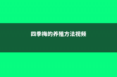 四季梅的养殖方法和注意事项 (四季梅的养殖方法视频)