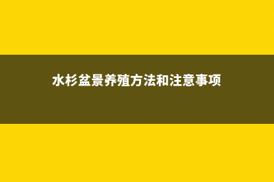 水杉盆景养殖方法 (水杉盆景养殖方法和注意事项)