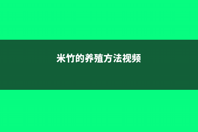 米竹的养殖方法和注意事项 (米竹的养殖方法视频)