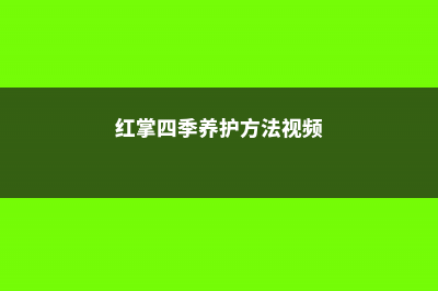 红掌四季养护方法 (红掌四季养护方法视频)