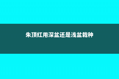 朱顶红用深盆还是浅盆 (朱顶红用深盆还是浅盆栽种)