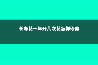 长寿花一年开几次花 (长寿花一年开几次花怎样修剪)