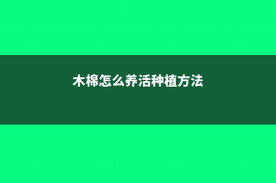 木棉怎么养 (木棉怎么养活种植方法)