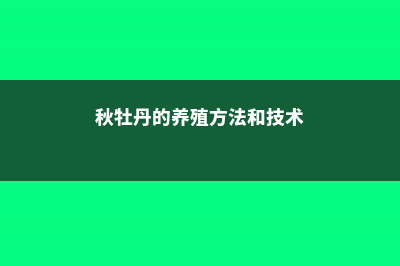 秋牡丹的养殖方法和注意事项 (秋牡丹的养殖方法和技术)