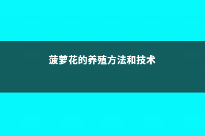 菠萝花的养殖方法和注意事项 (菠萝花的养殖方法和技术)