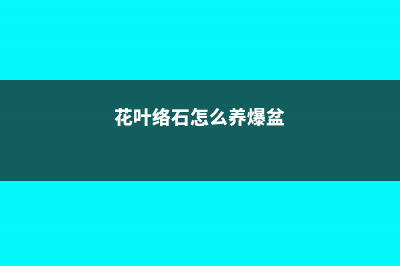 花叶络石怎么养 (花叶络石怎么养爆盆)