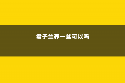 君子兰养一、两年不开花？教你2招，2个月长出花芽，不夹箭！ (君子兰养一盆可以吗)