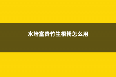 水培“富贵竹”生根难？兑点“粉末”进去，15天长满小毛根！ (水培富贵竹生根粉怎么用)