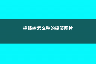 摇钱树怎么种 (摇钱树怎么种的搞笑图片)