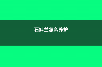 石斛兰怎么养 (石斛兰怎么养护)