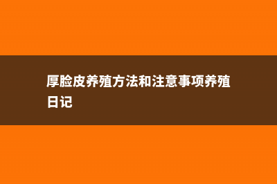 厚脸皮的养殖方法 (厚脸皮养殖方法和注意事项养殖日记)