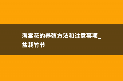 海棠花的养殖方法 (海棠花的养殖方法和注意事项 盆栽竹节)