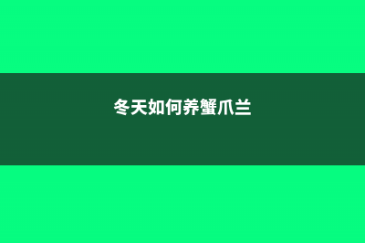 冬天养殖蟹爪兰的禁忌 (冬天如何养蟹爪兰)