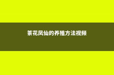 茶花凤仙的养殖方法和注意事项 (茶花凤仙的养殖方法视频)