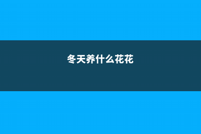 冬天养这种“花”，越冷开越旺，一盆开花将近200朵！ (冬天养什么花花)