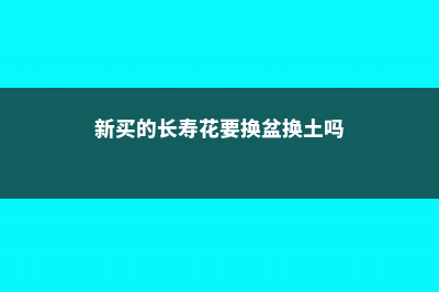 新买的长寿花要浇水吗 (新买的长寿花要换盆换土吗)