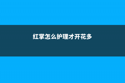 红掌的催花方法 (红掌怎么护理才开花多)