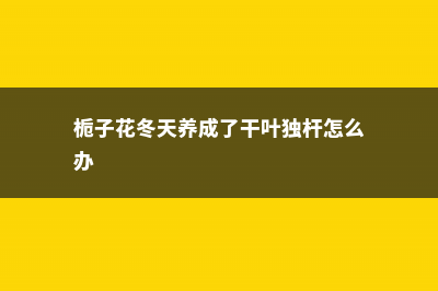 栀子花冬天养，用这“2招”，不黄叶干枯，来年花苞蹿！ (栀子花冬天养成了干叶独杆怎么办)