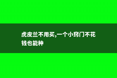 虎皮兰不用买，摘片“叶子”插土里，30天长出绿盆栽！ (虎皮兰不用买,一个小窍门不花钱也能种)