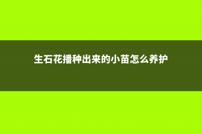 生石花怎么播种 (生石花播种出来的小苗怎么养护)