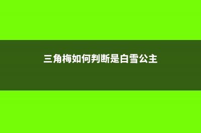 三角梅如何判断生根 (三角梅如何判断是白雪公主)