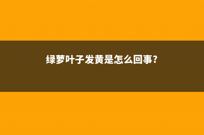 绿萝叶子发黄是什么原因 (绿萝叶子发黄是怎么回事?)