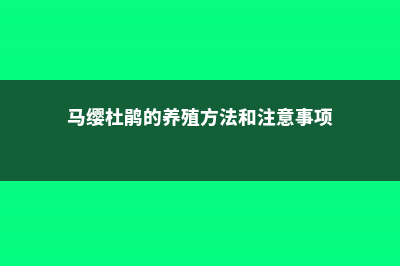 马缨杜鹃的养殖方法及注意事项 (马缨杜鹃的养殖方法和注意事项)