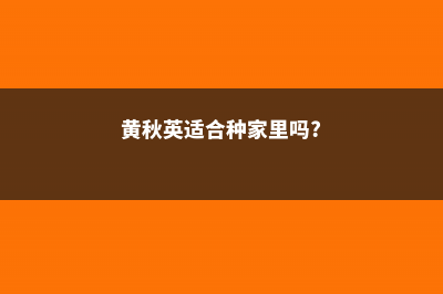 黄秋英的养殖方法及注意事项 (黄秋英适合种家里吗?)