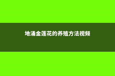 地涌金莲的养植方法和注意事项 (地涌金莲花的养殖方法视频)